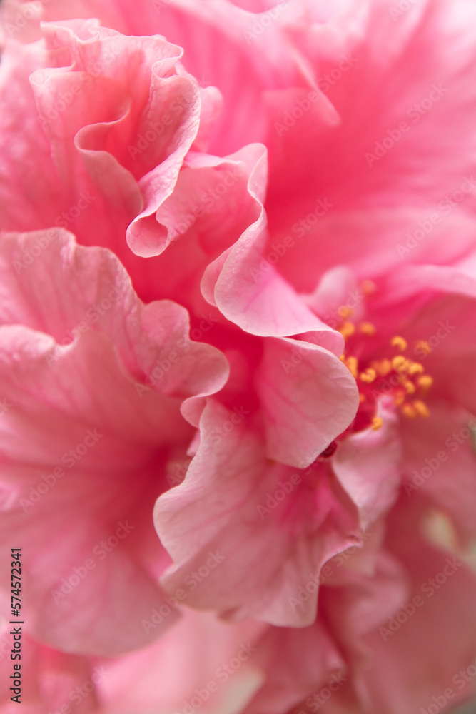 Hibiskus Blumen Macro Detail Hibiskus Blumen Macro Detail