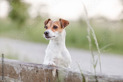 Hund,  Terrier im Sommer draußen © Jana Weichelt