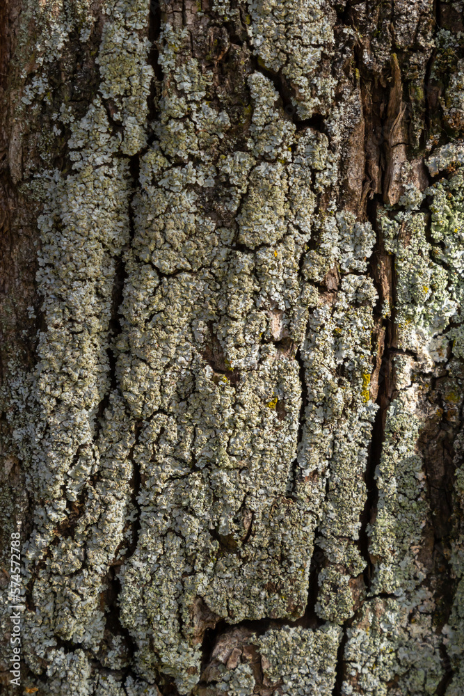 Close-up shot. Greenshield foliose white tube bone pillow lichen Parmeliaceae family Hypogymnia Physodes growing on bark coniferous tree in forest. Symbiosis. Natural texture brown abstract background Close-up shot. Greenshield foliose white tube bone pillow lichen Parmeliaceae family Hypogymnia Physodes growing on bark coniferous tree in forest. Symbiosis. Natural texture brown abstract background