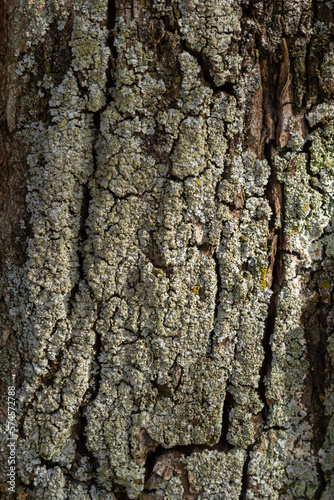Close-up shot. Greenshield foliose white tube bone pillow lichen Parmeliaceae family Hypogymnia Physodes growing on bark coniferous tree in forest. Symbiosis. Natural texture brown abstract background