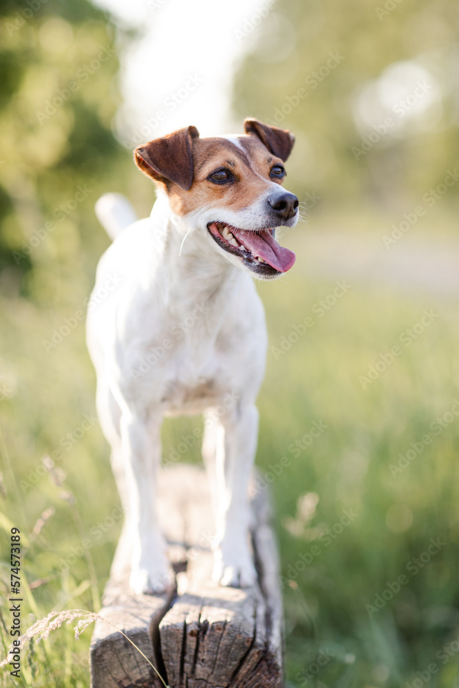 Hund, Terrier im Sommer draußen Hund, Terrier im Sommer draußen