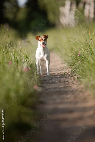 Hund, Terrier im Sommer draußen © Jana Weichelt