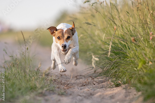 Hund, Terrier rennt in der Natur im Sommer, Rückruftraining auf Spaziergang © Jana Weichelt