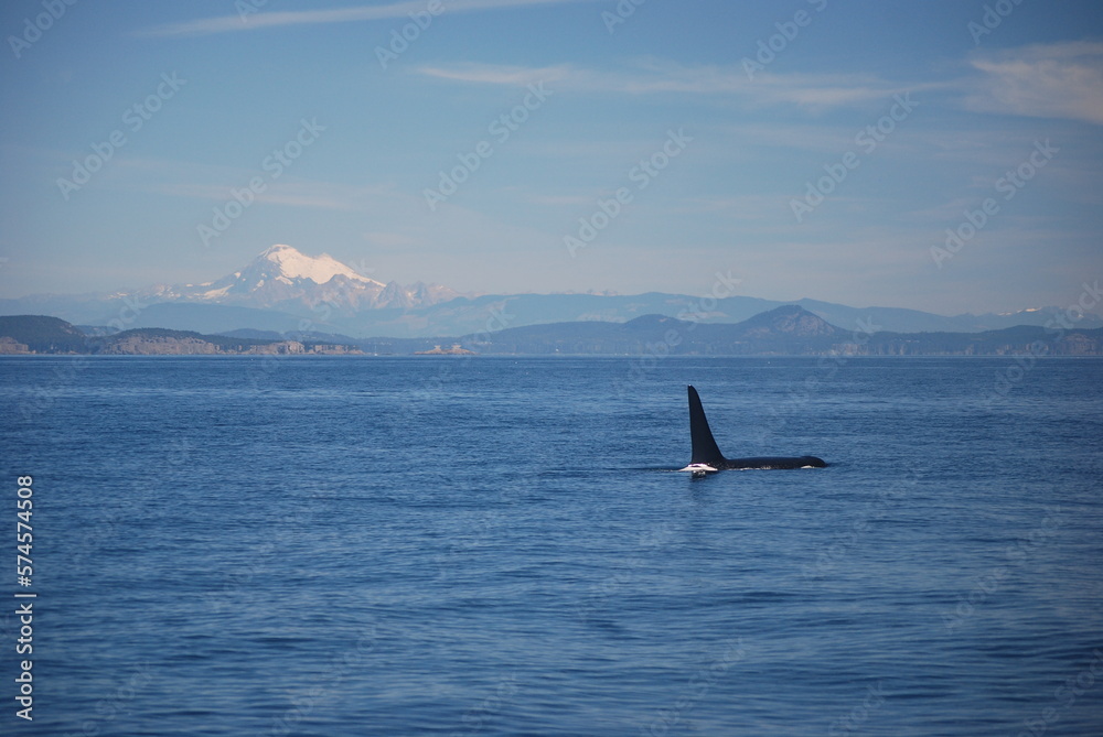 Obraz premium Southern Resident killer whale orca (J027 