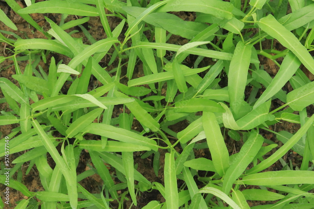 Green water spinach plants in growth at vegetable garden, vegetable in southeast asia, indonesia and China
Green water spinach plants in growth at vegetable garden, vegetable in southeast asia, indonesia and China