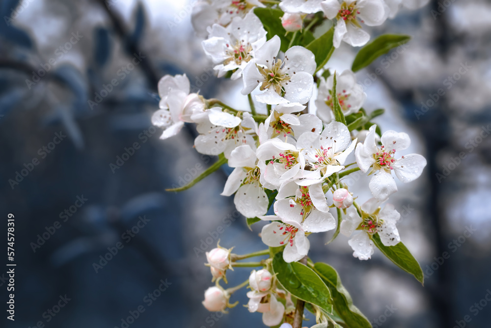 Flowering pear in garden, pear flowers. Pear tree blossom, blooming tree in the garden. White flowers and green young leaves. Branches of flowering pears on green background.