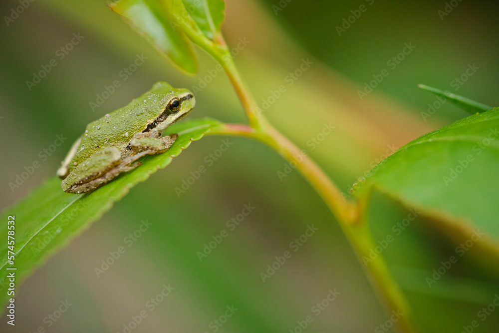 American green tree frog (Hyla cinerea) sitting on leaf, Langley, British Columbia, Canada American green tree frog (Hyla cinerea) sitting on leaf, Langley, British Columbia, Canada