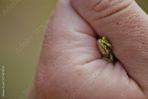Hand of person holding American green tree frog (Hyla cinerea), Langley, British Columbia, Canada photo