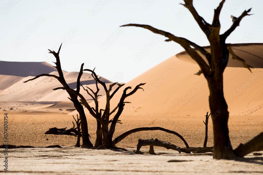 Scenery with dead trees in desert, Deadvlei, Sossusvlei, Namib Naukluft National Park, Namib Desert, Namibia Scenery with dead trees in desert, Deadvlei, Sossusvlei, Namib Naukluft National Park, Namib Desert, Namibia