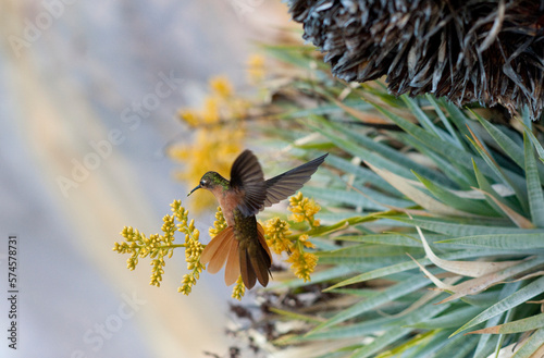 humming-bird - Venezuela expedition 