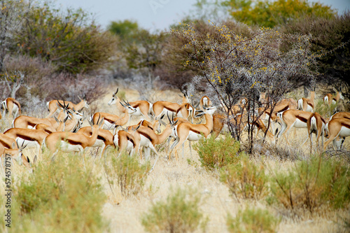 Herd of springbok (Antidorcas marsupialis), Etosha National Park, Namibia photo