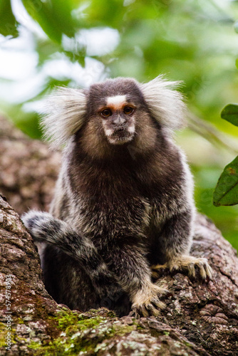 Portrait Of White Tufted-eared Marmoset In The Vila Do Abraao photo