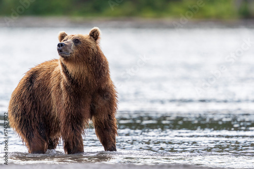 Brown bearÂ (UrsusÂ arctos), KurileÂ Lake, Kamchatka Peninsula, Russia