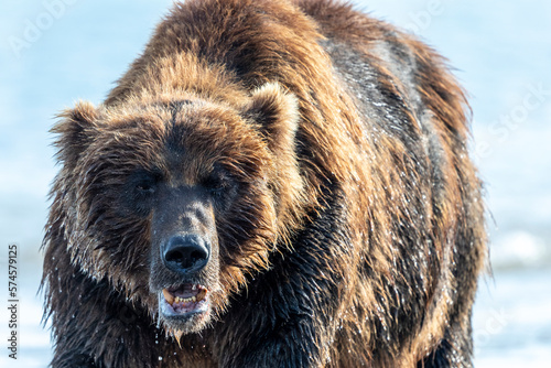 Brown bearÂ (UrsusÂ arctos), KurileÂ Lake, Kamchatka Peninsula, Russia