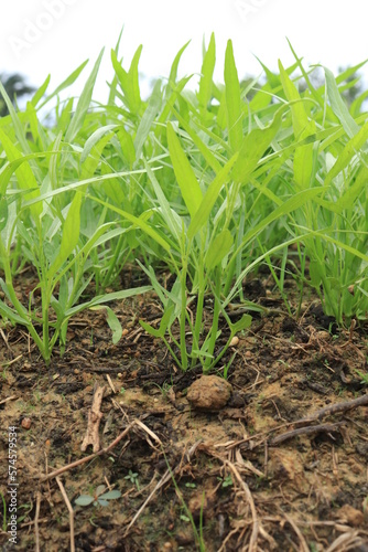 Green water spinach plants in growth at vegetable garden, vegetable in southeast asia, indonesia and China 