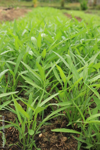 Green water spinach plants in growth at vegetable garden  vegetable in southeast asia  indonesia and China  