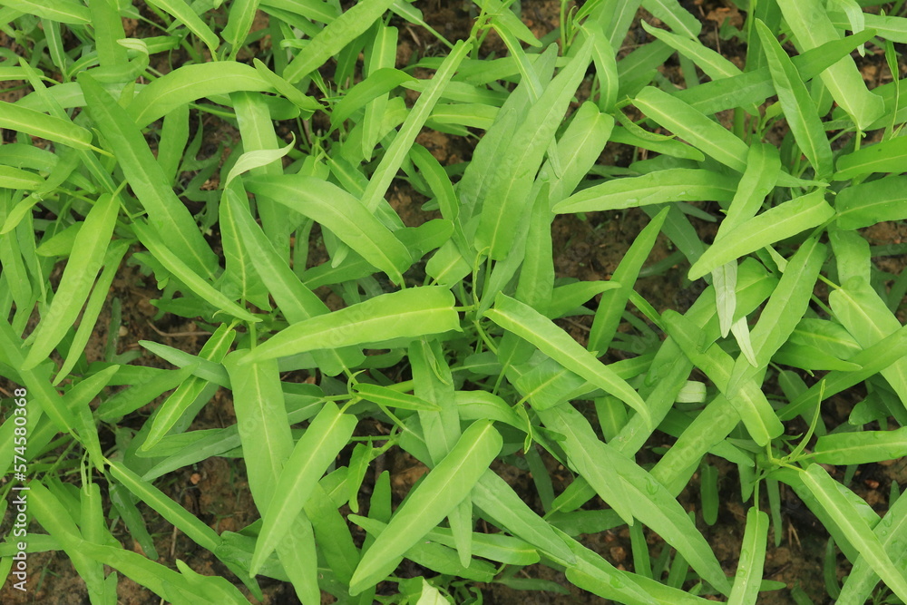 Green water spinach plants in growth at vegetable garden, vegetable in southeast asia, indonesia and China
Green water spinach plants in growth at vegetable garden, vegetable in southeast asia, indonesia and China