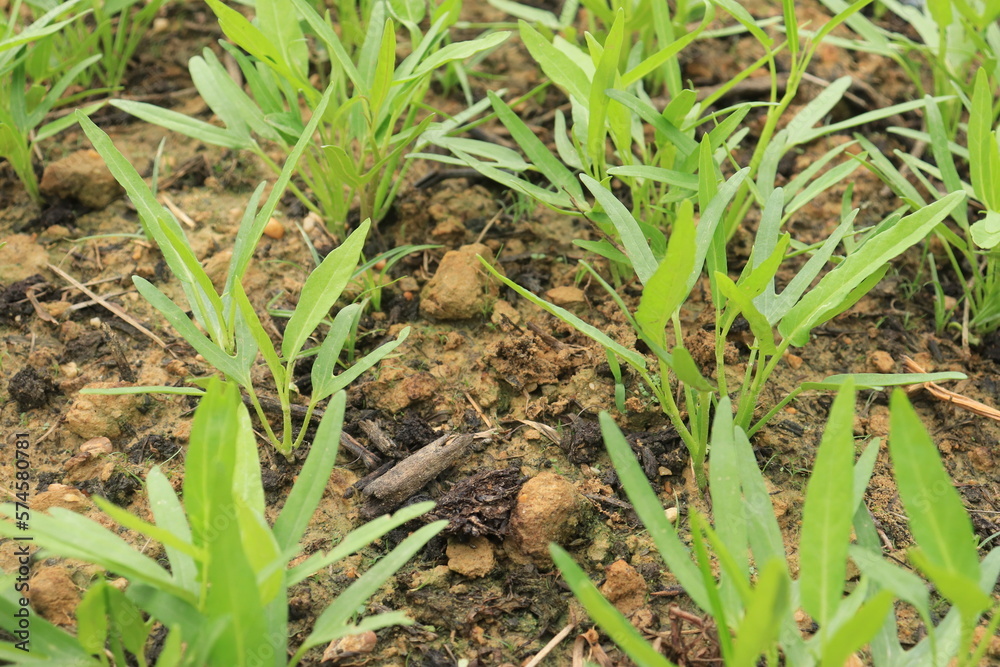 Green water spinach plants in growth at vegetable garden, vegetable in southeast asia, indonesia and China
Green water spinach plants in growth at vegetable garden, vegetable in southeast asia, indonesia and China