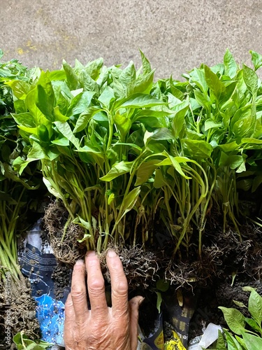 Seedlings pepper plants