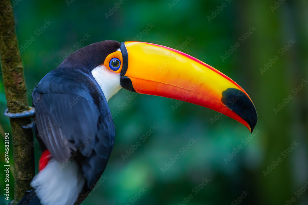 Cute Toucan tropical bird in Brazilian Pantanal with blurred background, Brazil