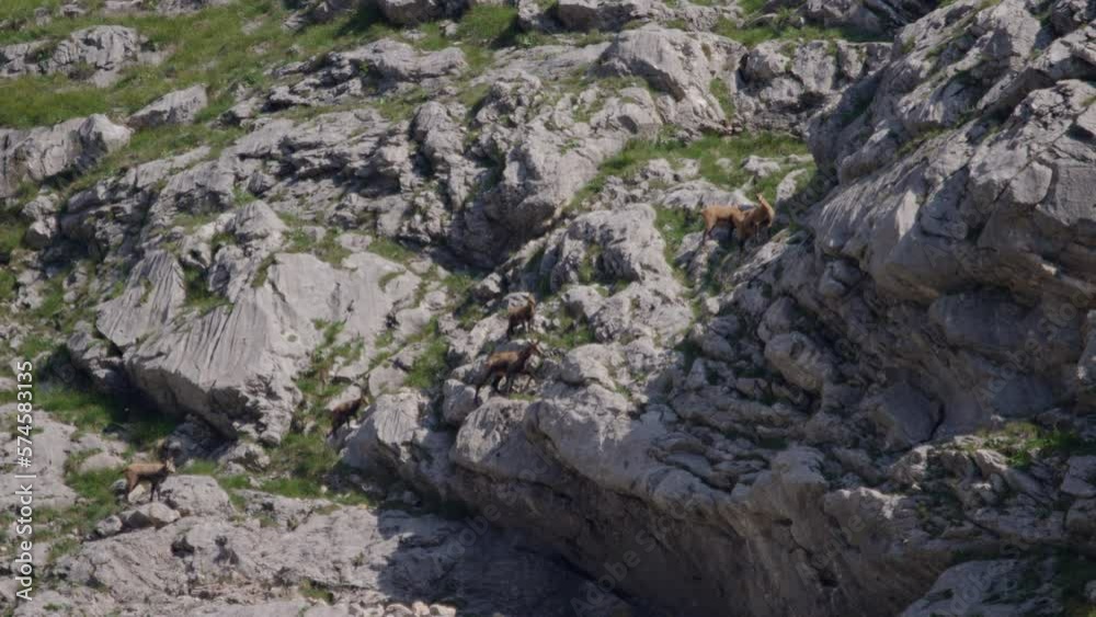 Herd of Chamois walking, grazing and climbing high up in the mountains. (4K) Herd of Chamois walking, grazing and climbing high up in the mountains. (4K)