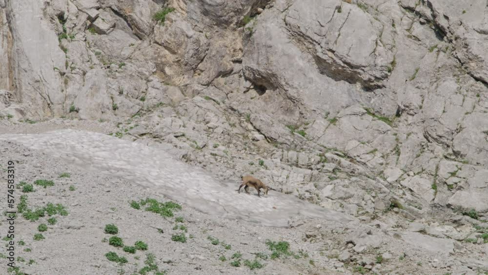 Chamois looking for food in the rocky and snow mountains. (4K) Chamois looking for food in the rocky and snow mountains. (4K)