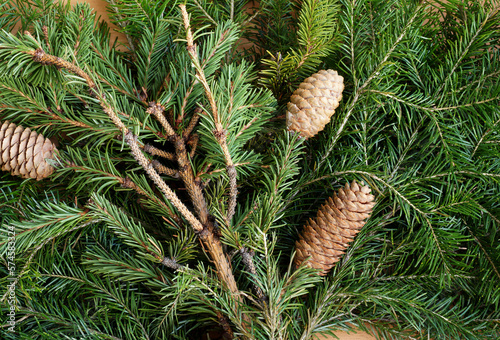 Fir cones on fir-tree branches