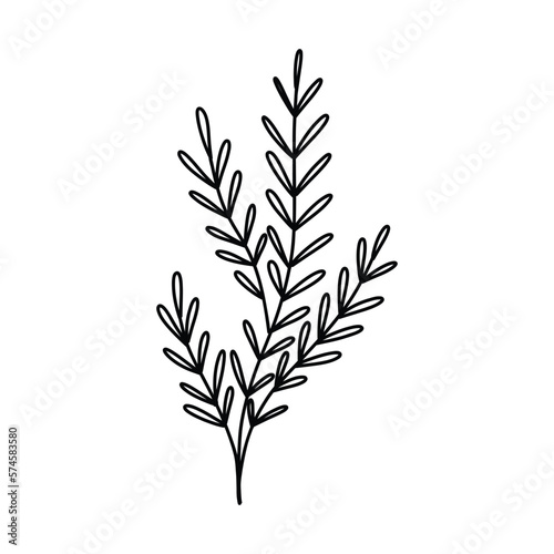 Seaweed in doodle style. Linear underwater plant. Vector illustration. Isolated algae.