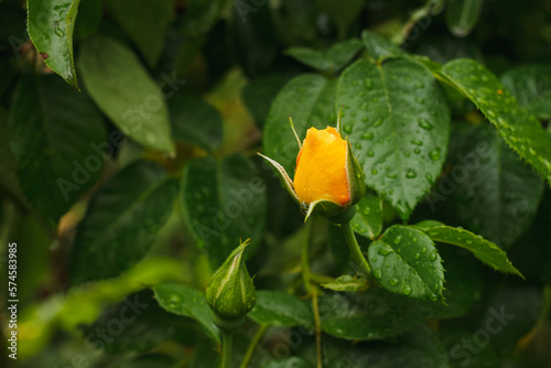 Yellow Rose among plants in the garden. Close-up. Small depth of field © Roman