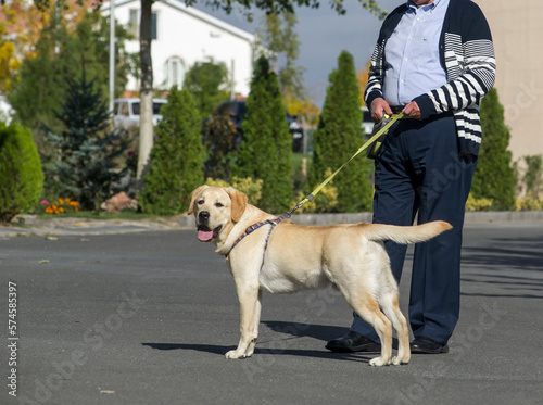 close-up shot of man with yellow lab on street