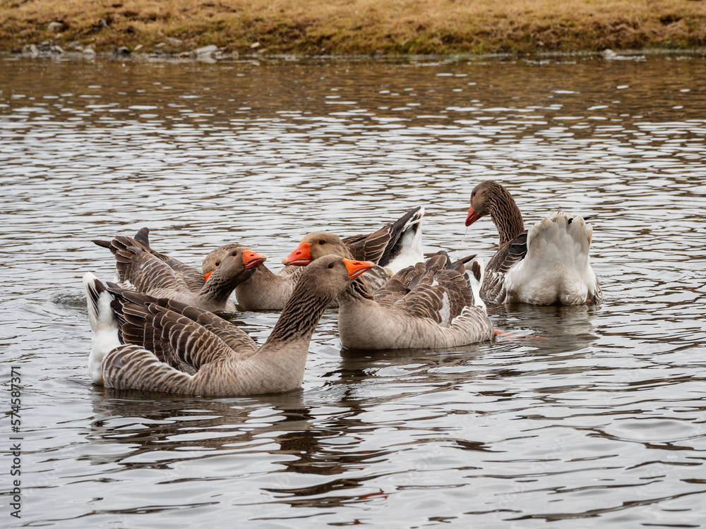 Fototapeta premium Southern Urals, Kaga village: domestic geese on the Kaga River.