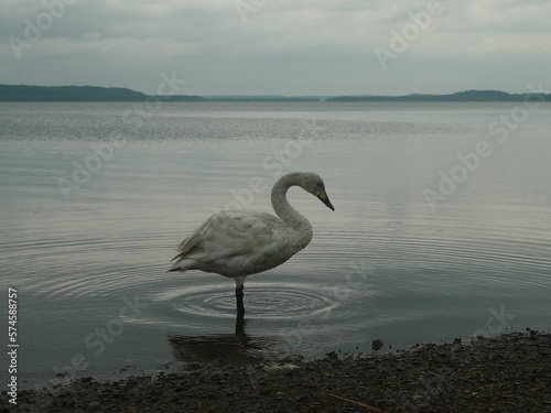 White bird standing in lake