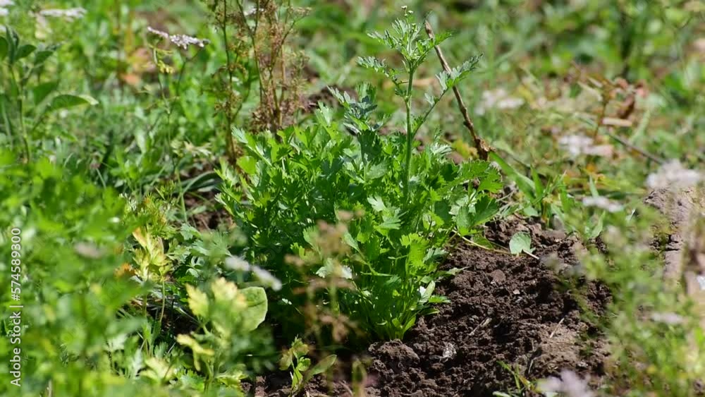 Coriander plant leaf growing in the garden. Green coriander leaves vegetable for food ingredients Coriander plant leaf growing in the garden. Green coriander leaves vegetable for food ingredients