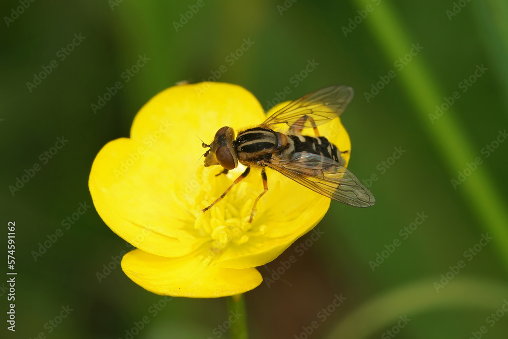 Closeup on the odd shaped Snouted Duckfly hoverfly, Anasimyia lineata, sitting on a yellow buttercup flower Closeup on the odd shaped Snouted Duckfly hoverfly, Anasimyia lineata, sitting on a yellow buttercup flower