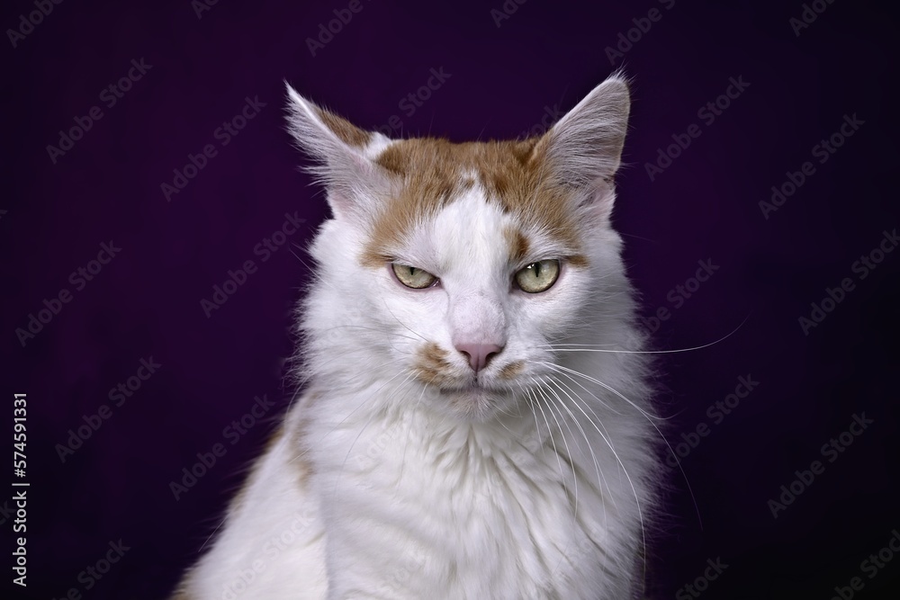Funny tabby cat looking cranky  to the camera over dark background.	