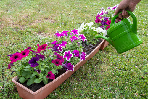 gardener watering transplanted petunias from watering can, seasonal garden work
