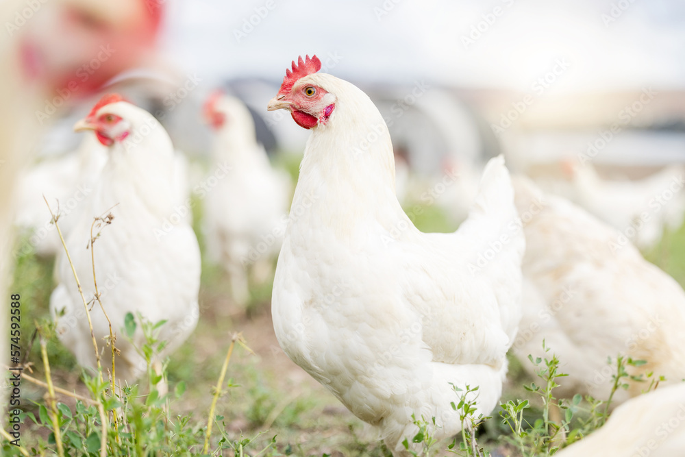 Fototapeta premium Chicken farming, animals and background field for sustainable production, agriculture growth and food ecology. Poultry farm, birds and environment in countryside for eggs, protein and land in nature
