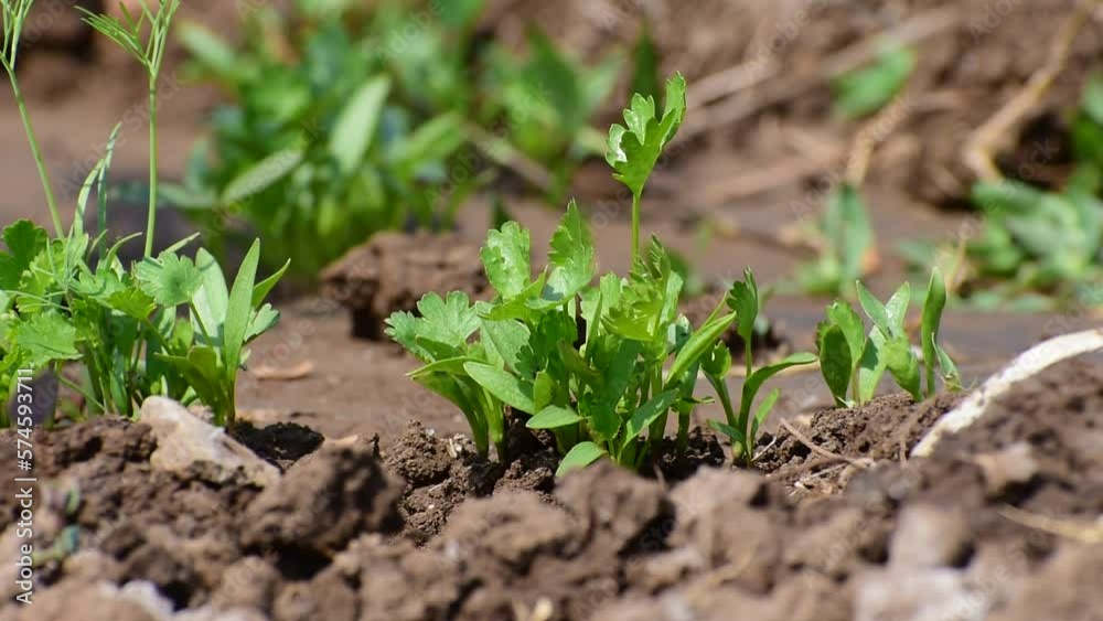 Coriander plant leaf growing in the garden. Green coriander leaves vegetable for food ingredients Coriander plant leaf growing in the garden. Green coriander leaves vegetable for food ingredients