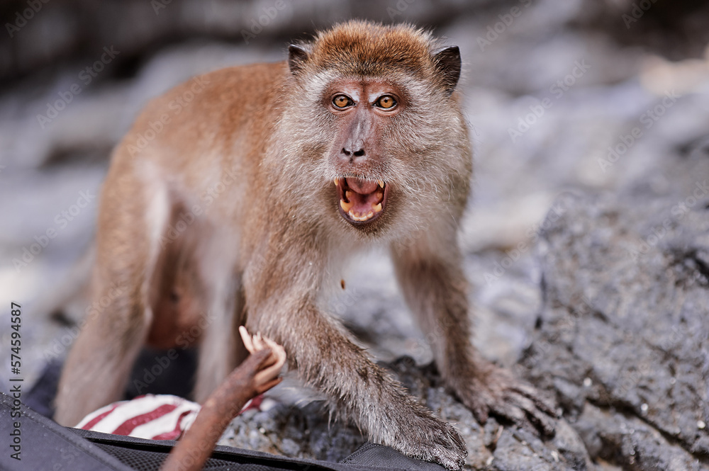 Wild angry macaque monkey on the beach.