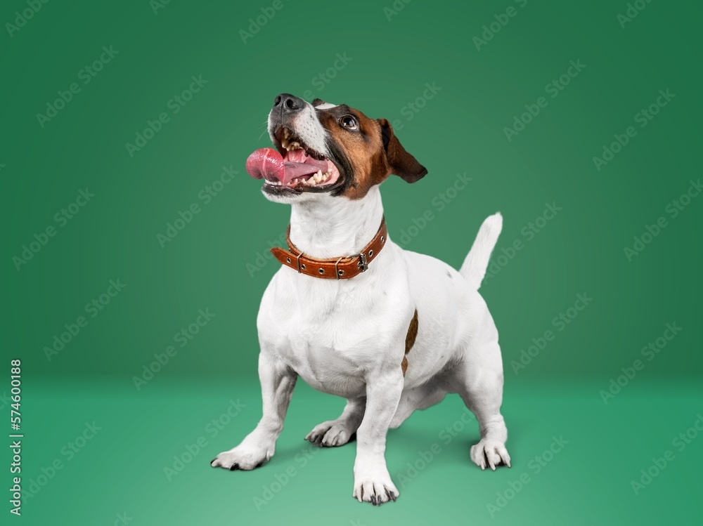 Beautiful cute domestic dog posing Beautiful cute domestic dog posing