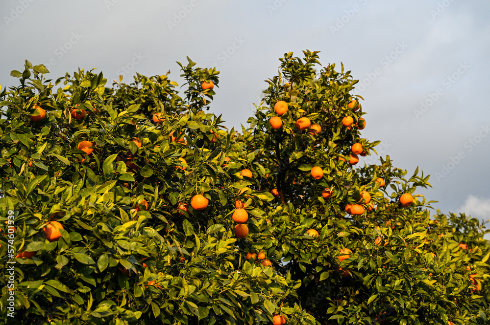 Mandarin orange growing on branch in orchard. Ripe mandarins on the tree ready for harvest. Fresh organic fruits. Mandarin orange growing on branch in orchard. Ripe mandarins on the tree ready for harvest. Fresh organic fruits.