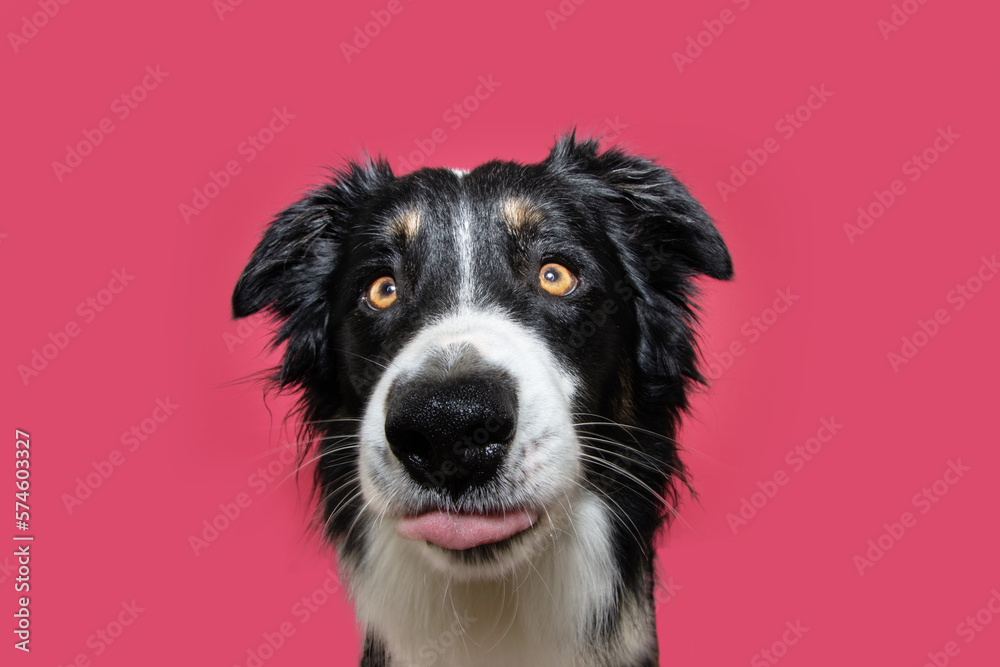 Funny and hungry border collie dog making a face sticking tongue out. Isolated on flamingo pink background
