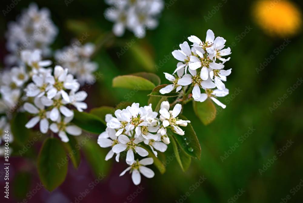 Juneberry, amelanchier blooms in spring. Flowering amelanchier, white flowers on green background.