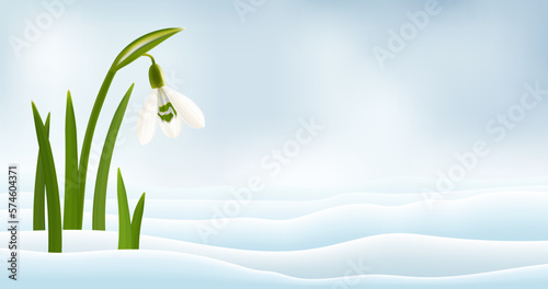 Snowdrop flowers in the snow realistic vector illustration