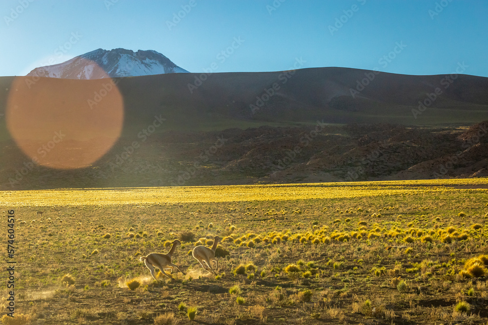 Guanaco vicuna in Bolivia altiplano near Chilean atacama border, South America