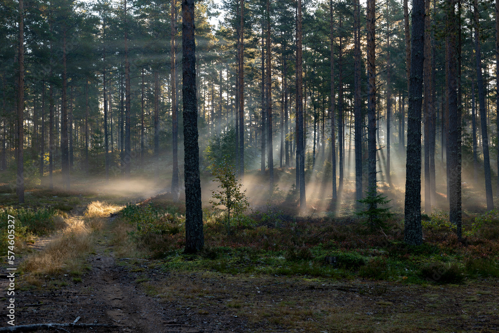 Obraz premium Forest landscape in sunrise. Forest therapy and stress relief.