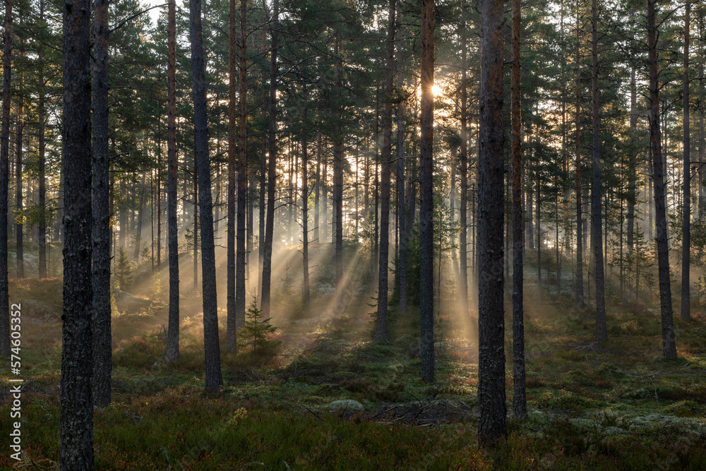 Forest landscape in sunrise. Forest therapy and stress relief.