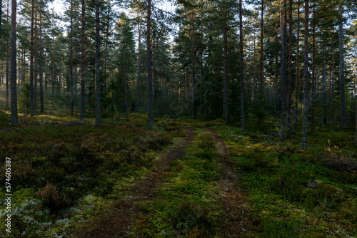 Forest landscape in sunrise. Forest therapy and stress relief. © Conny Sjostrom