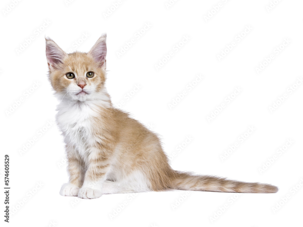 Creme with white Maine Coon cat kitten with moustache sitting up side ways. Looking beside camera. Isolated cutout on a transparent background.