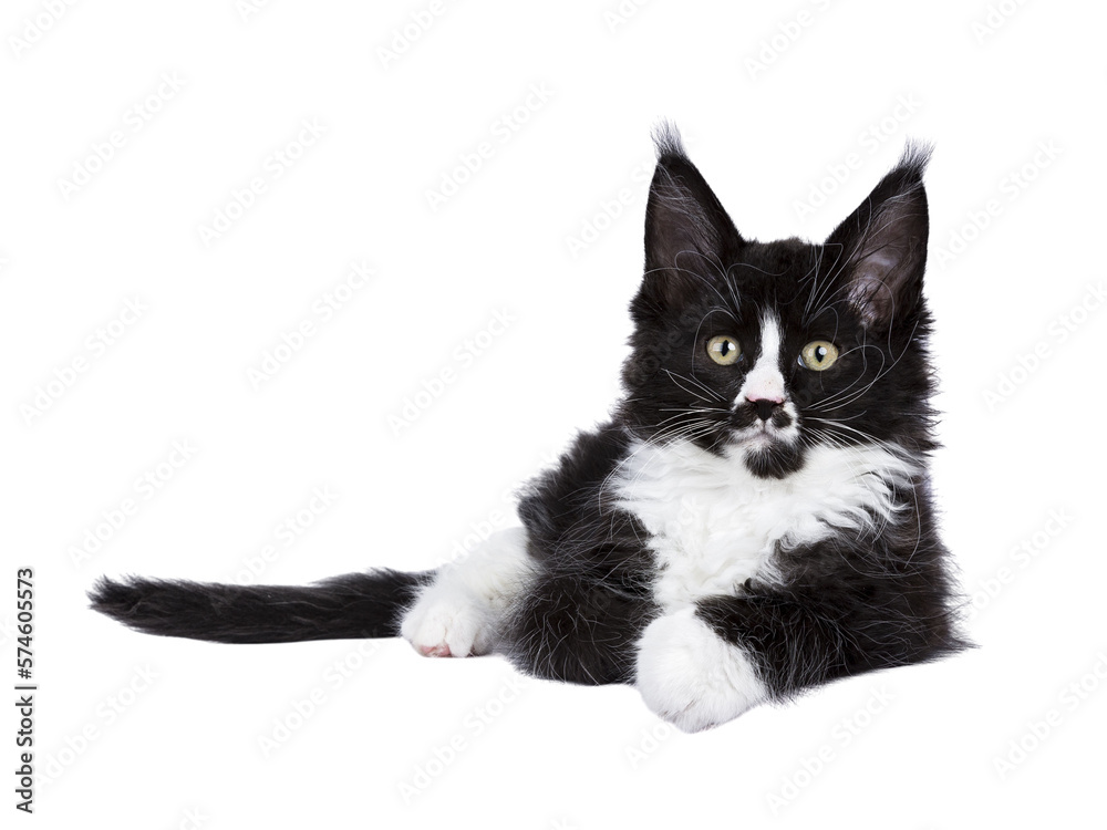 Black and white Maine Coon cat kitten with moustache laying down facing front. Looking straight to camera. Isolated cutout on a transparent background. Black and white Maine Coon cat kitten with moustache laying down facing front. Looking straight to camera. Isolated cutout on a transparent background.